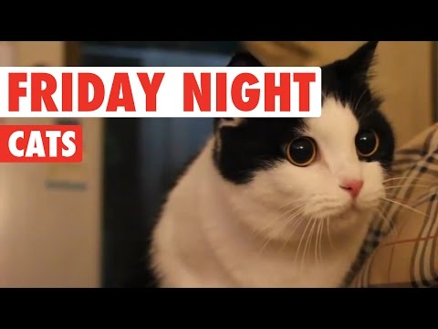 Friday Night Cats Video Compilation 2016 - UCPIvT-zcQl2H0vabdXJGcpg