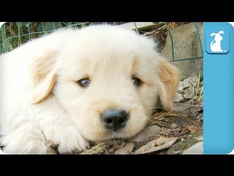 80 Seconds of Adorable Golden Retriever Puppies - UCPIvT-zcQl2H0vabdXJGcpg