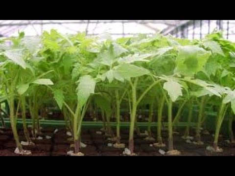 Preparación de Semillas para la Germinación de Plántulas de Ají - TvAgro por Juan Gonzalo Angel - UCzW1r6IO7r8C2RPLZrD5lwA