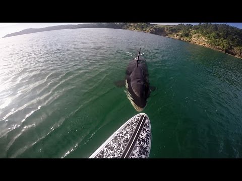 GoPro Awards: Orca vs. Paddle Board - UCqhnX4jA0A5paNd1v-zEysw