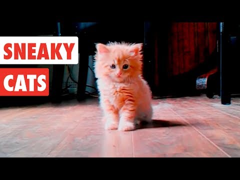 Sneaky Cats| Funny Cat Video Compilation 2017 - UCPIvT-zcQl2H0vabdXJGcpg