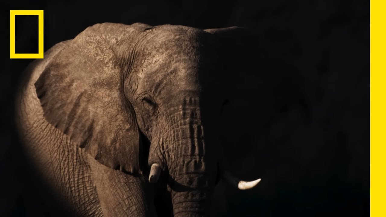 Secrets of the Elephants | Natalie Portman Voice Over First Look | National Geographic