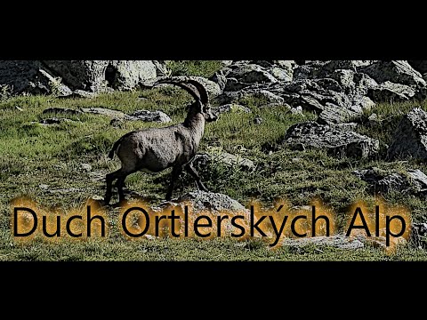 Duch Ortlerských Alp - kozorožec horský