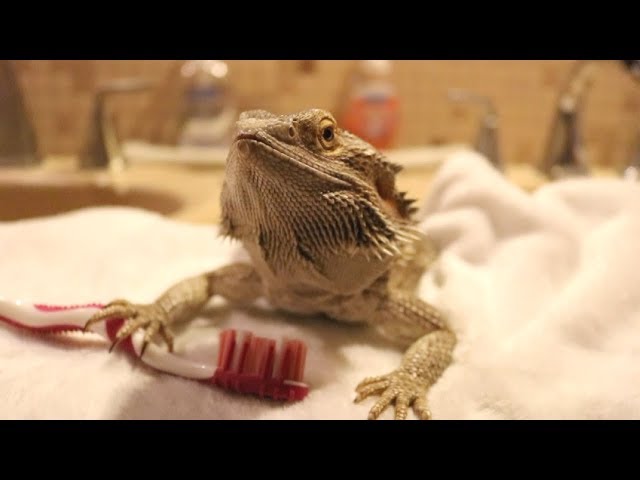 How to Clean a Bearded Dragon?