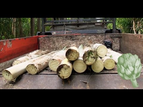 How Hearts of Palms Are Made | Potluck Video - UCGZXYc32ri4D0gSLPf2pZXQ