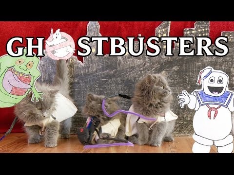 Ghostbusters (Cute Kitten Version) a tribute to Harold Ramis - UCPIvT-zcQl2H0vabdXJGcpg