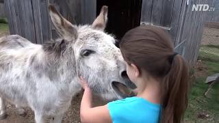 True Love - A Girl and her Donkey