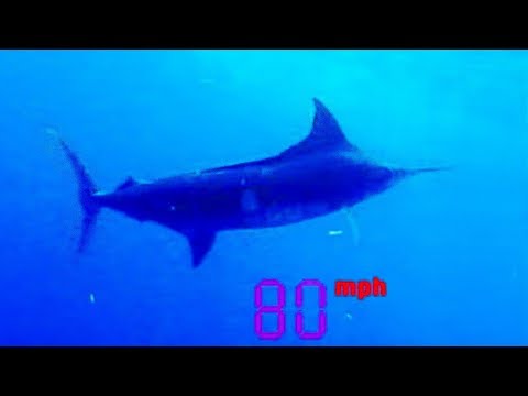 Black Marlin: The Fastest Fish on the Planet  - Ultimate Killers - BBC - UCwmZiChSryoWQCZMIQezgTg