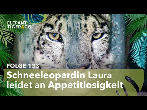 Große Sorge um Schneeleopardin Laura (Folge 133) | Elefant, Tiger & Co. | MDR