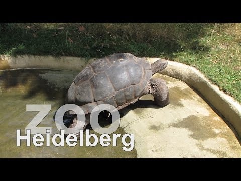 Der Zoo zu Heidelberg Teil 2   www.zoo-heidelberg.de - UCNWVhopT5VjgRdDspxW2IYQ