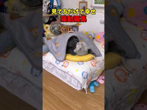 猫の動画サムネイル - しあわせ〜❤️#猫 #cat #cats #cute