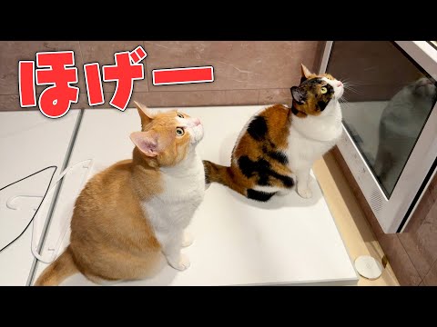 なぜか猫たちがお風呂場で何もないところを見つめていました…