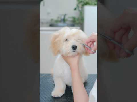まるでスヌーピー！可愛すぎるマルプーのトリミング#asmr #shorts  #子犬 #トリミング #asmr #ヘアカット