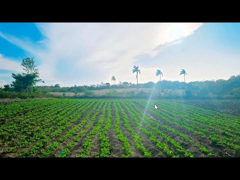 Finca Con Casa Barata $25,000 En Venta Agua Permanente y Maquinaria Incluidos