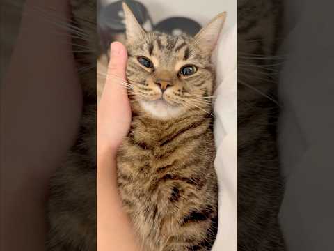 猫の動画サムネイル - 猫たちが可愛すぎて愛が止まらないwww #shorts #猫 #cat