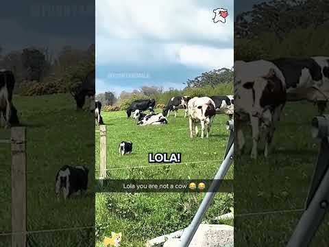 funnydogs#cute#doglover#doglife#cure#dogshorts#pet#doglife#dogshorts