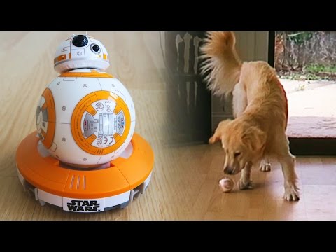 Cooper vs Sphero BB-8 Remote Control Droid! (Super Cooper Sunday #41 - Star Wars!) - UC36MGPfPwOWafAXauiV4LdA