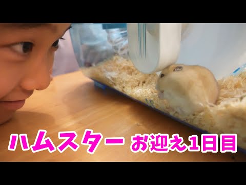 【お迎え１日目】ハムスターを飼い始めました！ ハムスターとおうちの紹介【vlog】