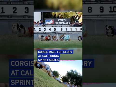 Corgis race for glory at California sprint series #worldnow
