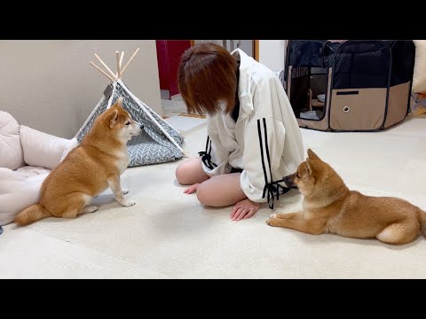 飼い主のせいで愛犬2匹を辛い目にあわせてしまいました...