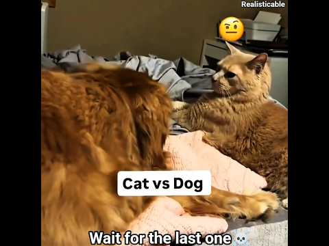 When Cats Take Over Dogs ☠️ #cats #dog #cutecat #dogshorts #funny #viralcats