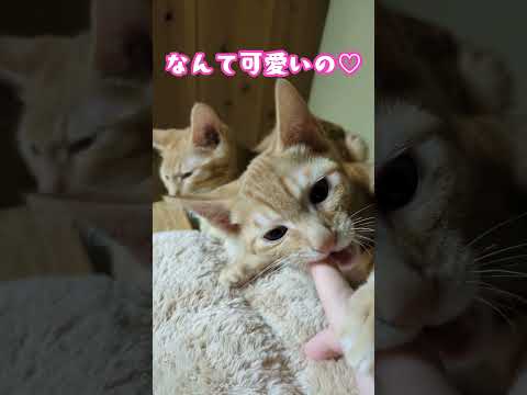 小麦色の天使たち #shorts