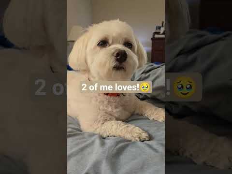 #doglove #dog #pets #cute #aquarium #fishtank #aquaticpets #havanese #doglove #awesome #enjoy