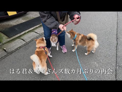 犬の動画サムネイル - 2025年5月8日(木) 久しぶりの はる君 と モモさんたちの反応