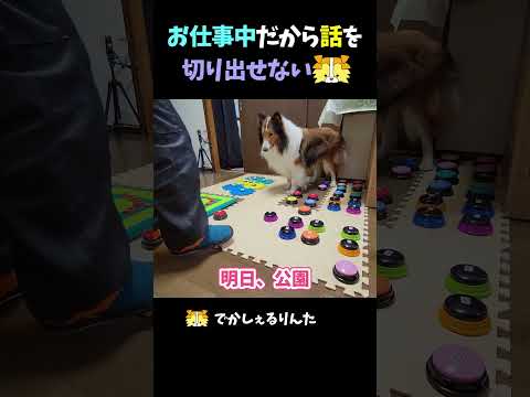 お仕事中だから話を切り出せないシェルティ【会話ボタンでしゃべる犬】 #shorts #犬