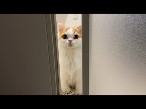 飼い主のことが心配でたまらない猫の行動が可愛すぎました！