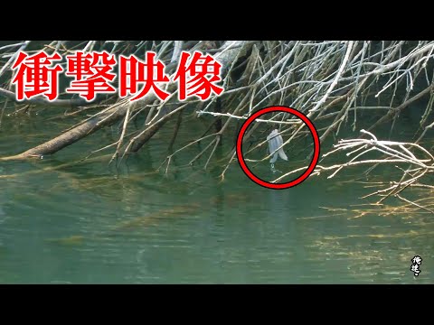 木の中に潜む巨大魚の前にミミズの塊を投げると…。【ヤリィー】