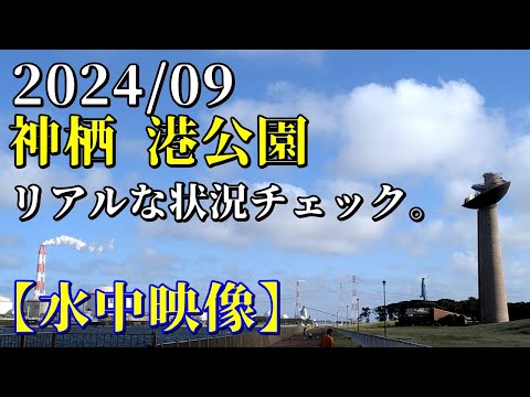 2024 9月末【水中映像】茨城県 神栖市 平成物産パーク港公園の端っこと利根川 秋めいた気温になったが魚はいるのか…#シーバス #平成物産パーク港公園 #利根川 #釣り #水中動画