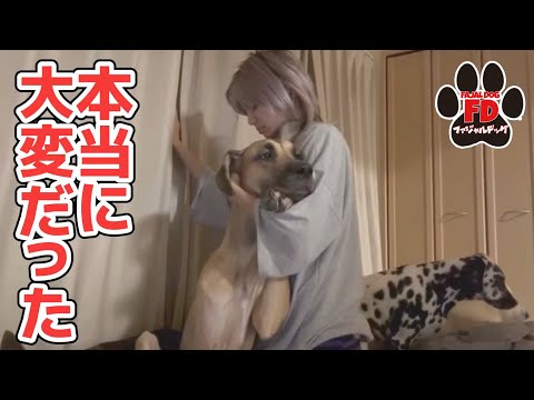【超大型犬】他で飼われた方が幸せだった??
