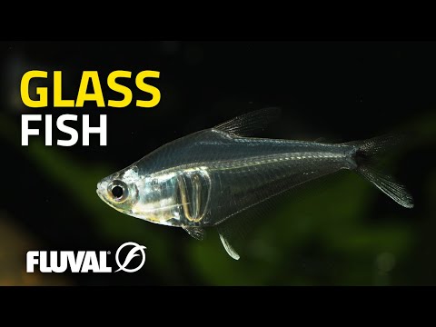 SEE-THROUGH FISH?! | Incredible Underwater Camouflage