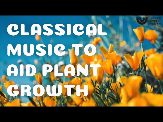 Does Classical Music Help Plants Grow?