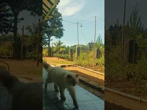 tumben banget nurut😭