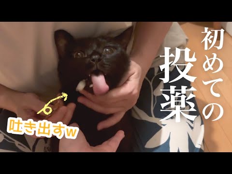 初めての投薬に大苦戦。そして、吐く!!