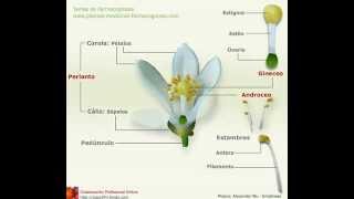 Partes de la flor - YouTube