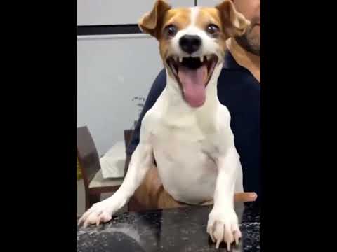 cat and dog smile😂😂 #cat #catlovers #dog #doglove #funny