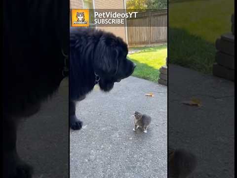 DOG Tries To BULLY Baby KITTEN, See What Happens! 😱🤣