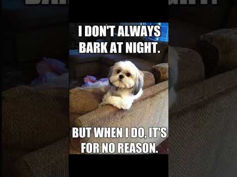 #cute #love #meme #petlover #dog