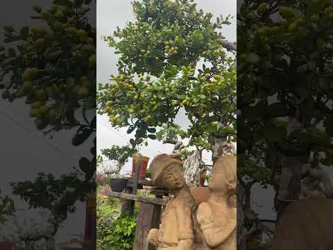 Svc Quang thiện#haichau #haichau