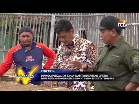 Peningkatan Kualitas Bahan Baku Tembakau Kab Cirebon