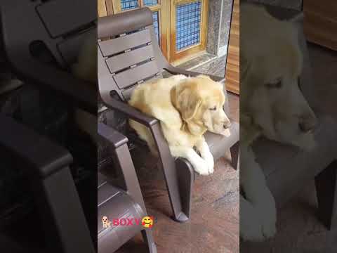 #DogLovers #CuteDog #FunnyDogs #DogViral #DogVideo #PuppyLove #PetViral #DogLife #InstaDog #DogTok