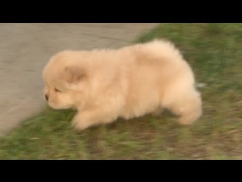 Chow Puppy Trips Over Absolutely Nothing, Hits Head - UCPIvT-zcQl2H0vabdXJGcpg