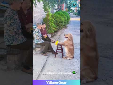 This Dog Has More Skills Than I Do! 😂 He's a Faucet AND a Yarn Holder! What a LEGEND! #dog #funny