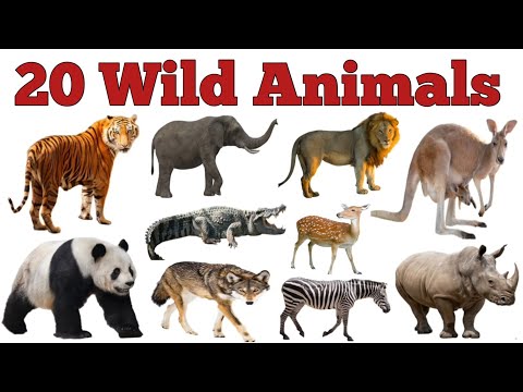 जंगली जानवरो के नाम || 20 Wild Animals Name for kids || Wild Animals Name in English with pictures