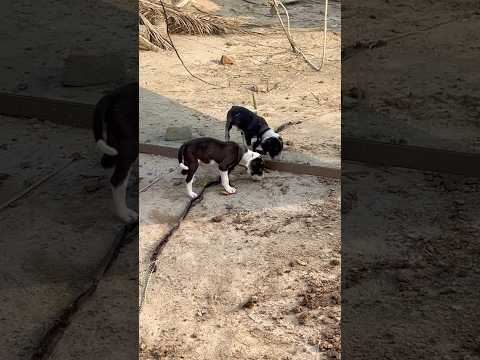 😂 “My Puppy Tried to EAT the Basket!”