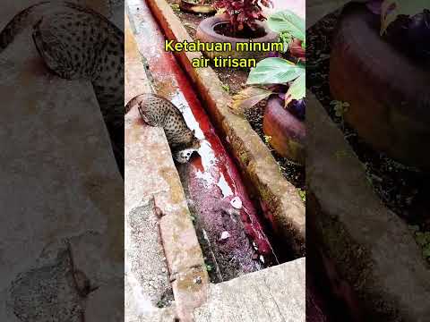 kucing haus #cat #kucing