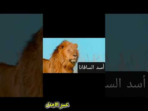 انه ليس أسد عاديا #وثائقي